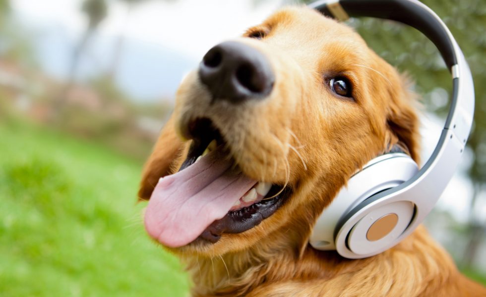 Cachorro da raça Golden Retriever em um parque com a língua para fora e usando um headphone. Certamente ouvindo o Laços podcast.