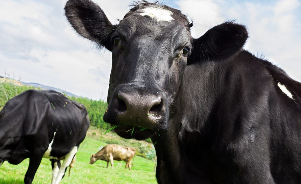 Vaca em um pasto comento capim e olhando intrigada para a câmera com duas outras vacas comendo ao fundo