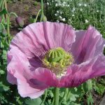 1280px Opium poppy 150x150 - Donación de sangre: ¿qué viene después del final de la picadura? (V.2, N.4, P.6, 2019)