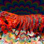 lagosta boxeadora 150x150 - (Português do Brasil) A nanociência nas asas do beija-flor (V.5, N.8, P.6, 2022)