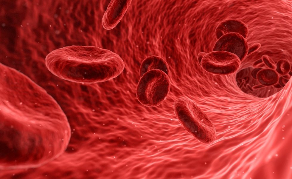 Representação de glóbulos vermelhos no interior de uma veia.