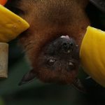 close up photo of bat 150x150 - (Português do Brasil) Evolução: uma visão histórica (V.3, N.6, P.1, 2020)