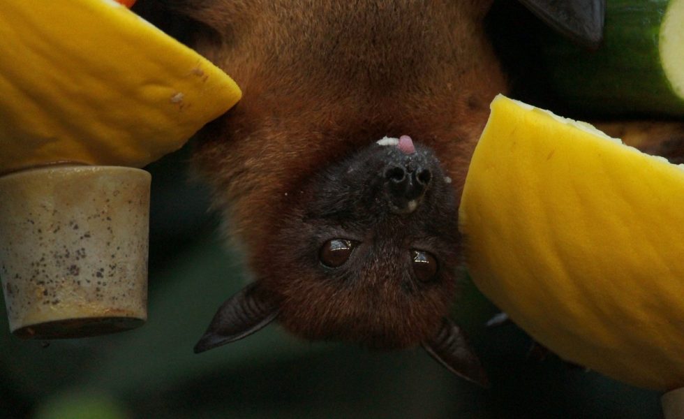 Foto de um morcego pendurado de cabeça para baixo, com os olhos abertos e com a língua de fora. A cabeça do morcego está no meio de dois pedaços de melão de casca amarela.