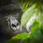 virunga national park gorilla 150x150 - (Português do Brasil) Ciência POP #11 (V.3, N.5, P.9, 2020)
