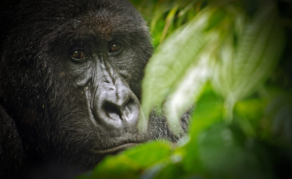 Foto do rosto de um gorila-das-montanhas no Parque Nacional de Virunga. À direita existem folhas desfocadas e à esquerda, um pouco mais distante, o gorila olha em direção à câmera.
