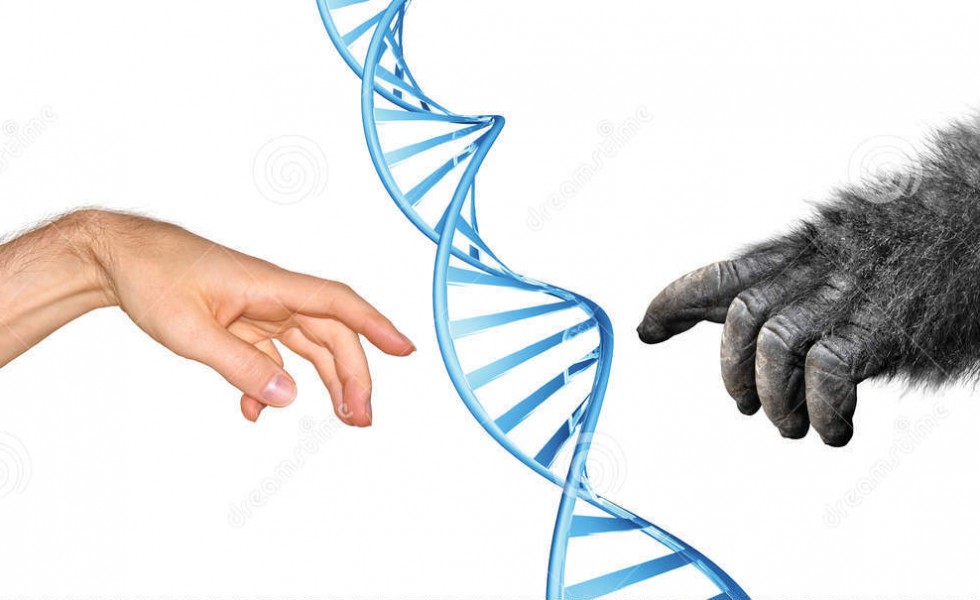 Montagem de um DNA no centro e duas mão, uma mão humana à esquerda a outra de um gorila à direita, ambas apontando para o DNA. A composição da imagem é semelhante à obra “A Criação de Adão” de Michelangelo.