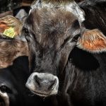 vaca 150x150 - Saúde única, uso do solo e pandemia. Que combinação é essa? (V.3, N.11, P.3, 2020)