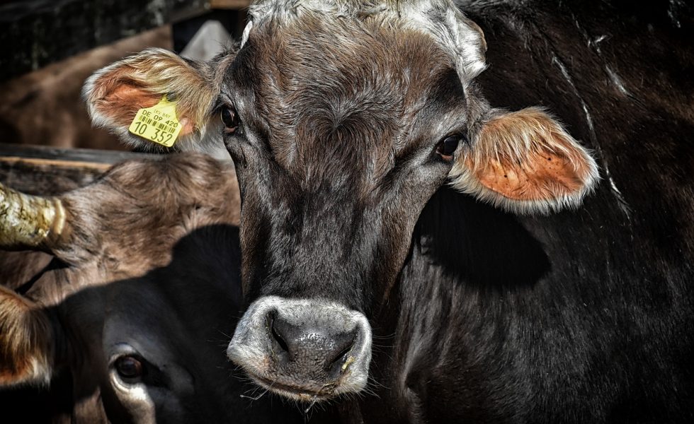 Foto de uma vaca preta olhando para a câmera. Em sua orelha direita há uma etiqueta com números e código de barras. Ao fundo pode-se outras vacas.