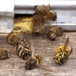 abelhas 150x150 - Saúde única, uso do solo e pandemia. Que combinação é essa? (V.3, N.11, P.3, 2020)