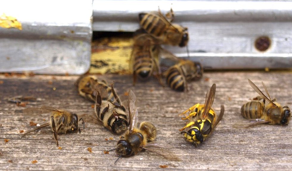A imagem exibe 9 abelhas, destas 7 estão aparentemente mortas.