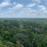 amazonia 150x150 - É possível encontrar poeira do Saara nas Américas? (V.4, N.9, P.4, 2021)