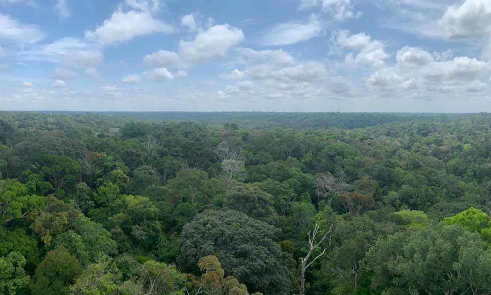 Foto acima da linha das árvores da Floresta Amazônica onde se pode ver muitas árvores e o céu azul com nuvens.