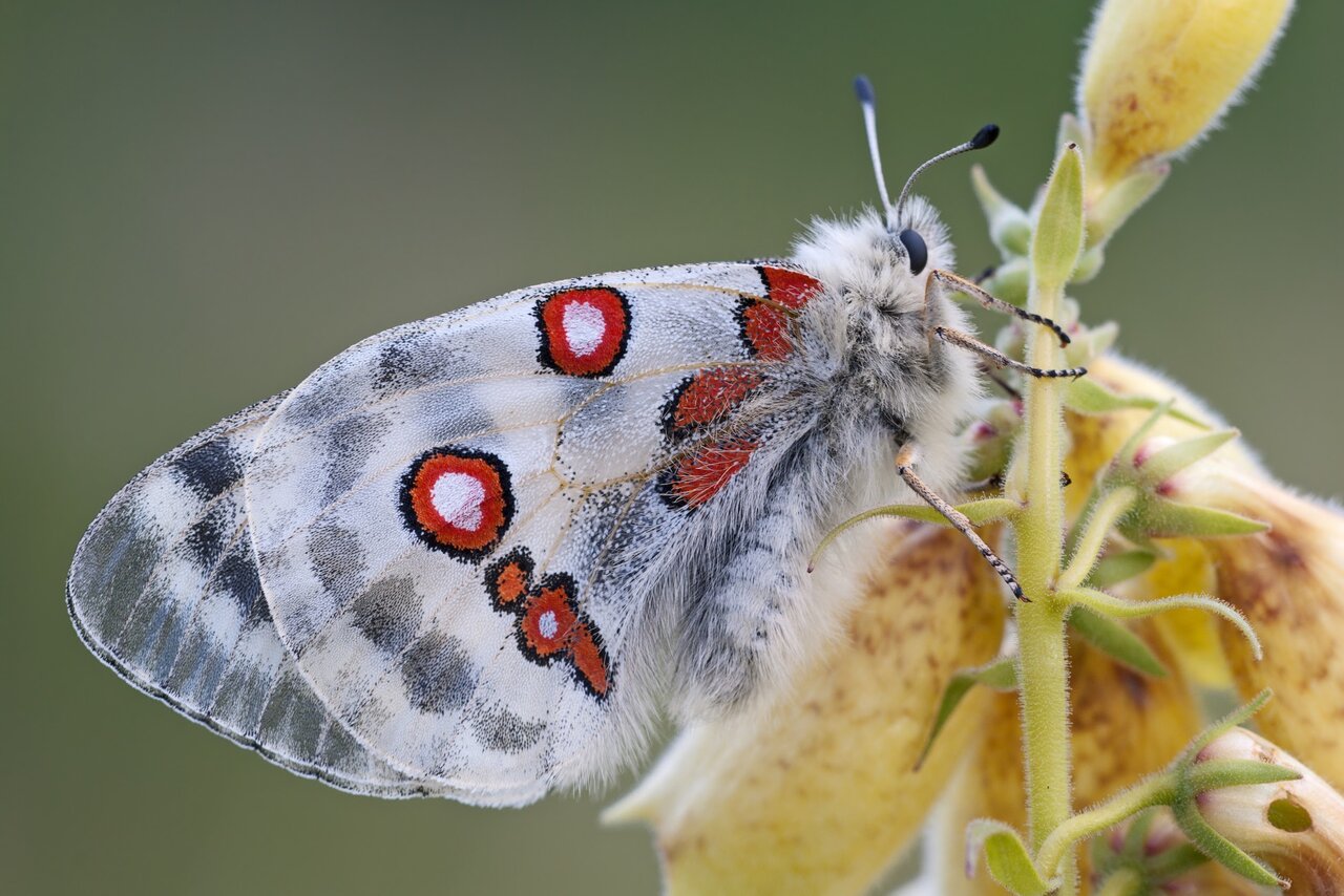 borboleta - ¿Qué está pasando con los insectos? (V.3, N.9, P.2, 2020)