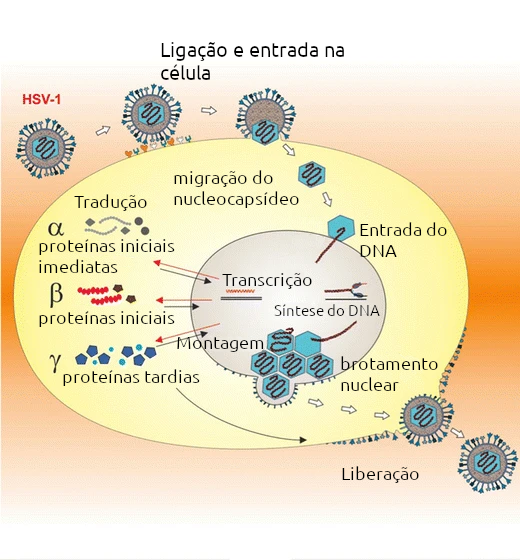 celula - Como sabemos que o vírus da Covid-19 não foi criado em laboratório? (V.4, N.1, P.1, 2021)