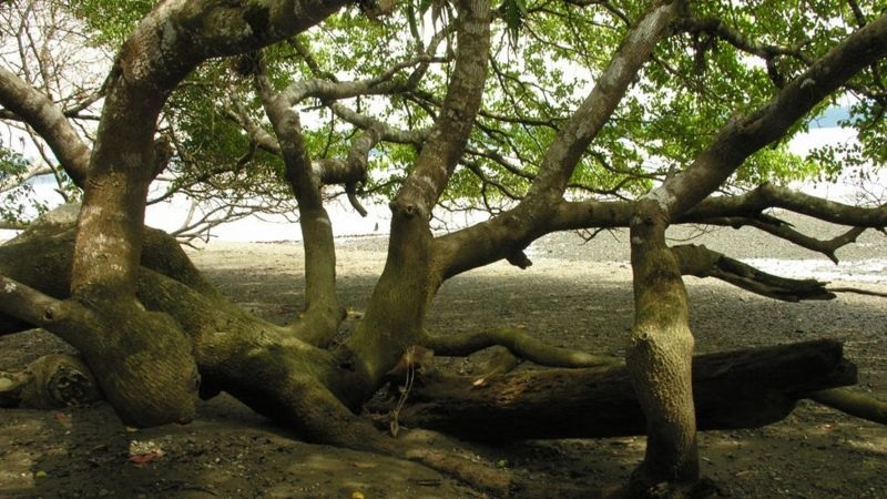 arvore - (Português do Brasil) Mancenilheira, a árvore da morte (V.4, N.2, P.3, 2021)