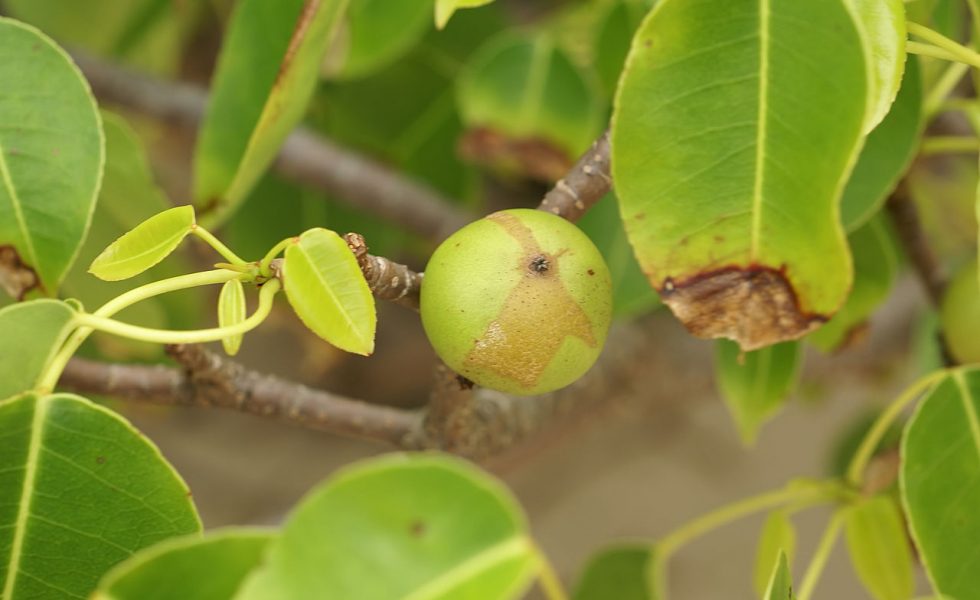 Fotografia do fruto de um mancenilheira, que é verde e redondo.