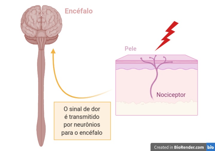 nociceptor - (Português do Brasil) Por que algumas pessoas sentem prazer na dor? (V.4, N.3, P.1, 2021)
