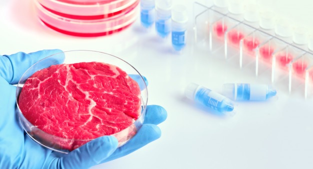 Foto de uma bancada de laboratório com placas de Petri e pequenos tubos de ensaio. À frente, uma mão vestindo uma luva azul segura uma placa de Petri com um pedaço de carne vermelha dentro.