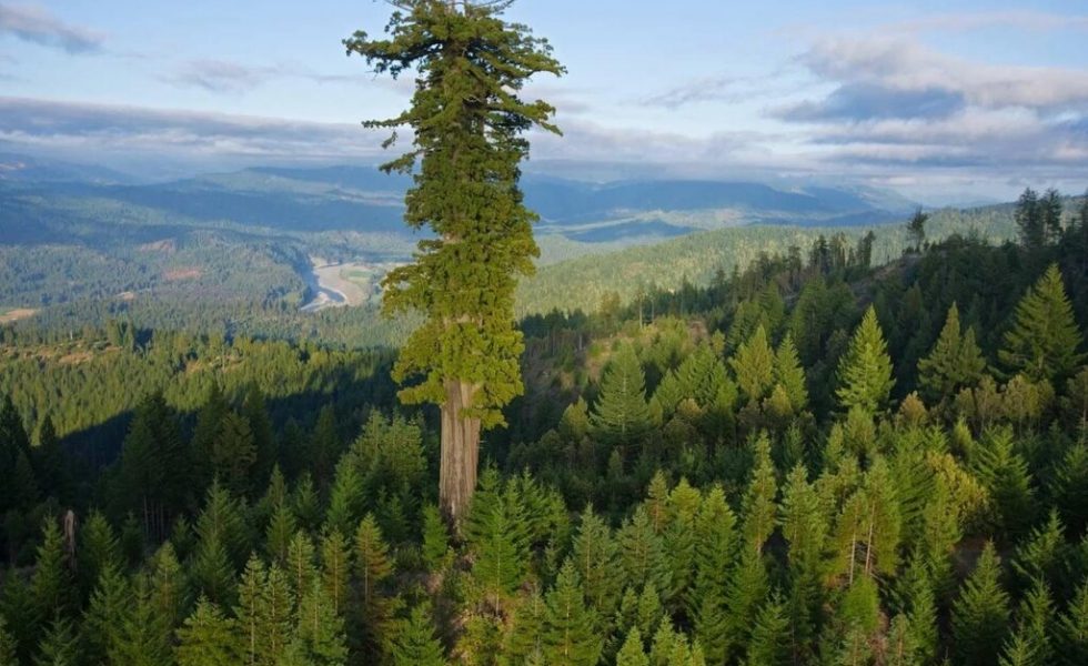A imagem mostra uma sequoia, árvore de grande porte que figura entre as mais altas do planeta. A sequoia está destacada em uma floresta onde ela desponta como a mais alta entre todas as outras árvores.