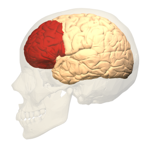 cortex pre frontal 300x300 - CUIDADO! Adolescente dormindo (e por que dormem tanto) (V.4, N.9, P.2, 2021)