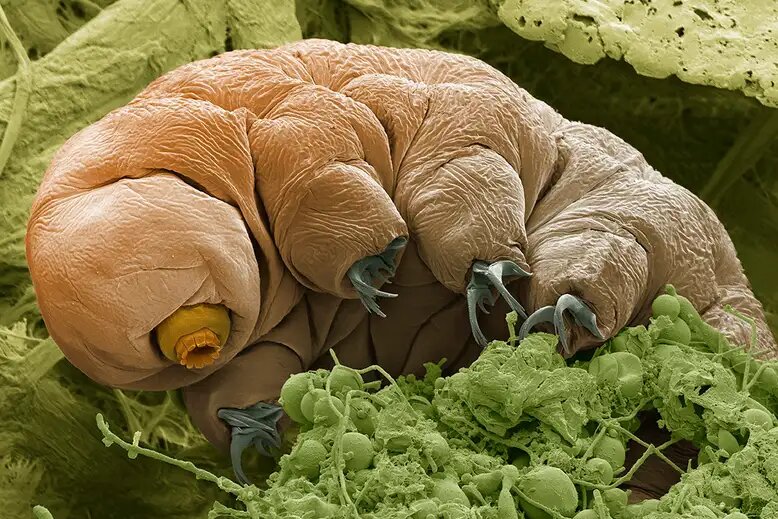 Imagem feita por microscopia de varredura de um tardígrado.