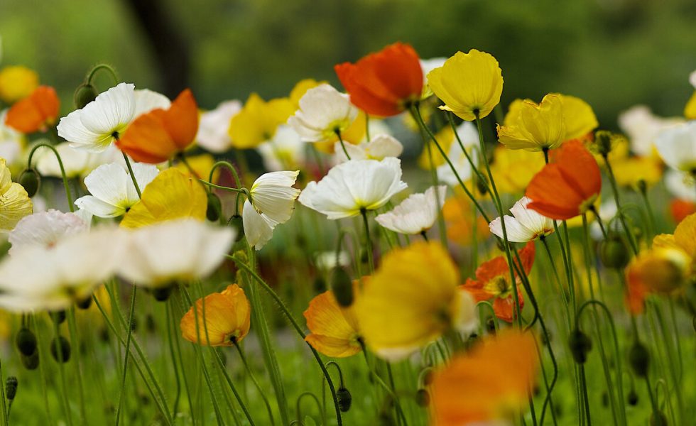 Fotografia de flores com cores variadas em um campo.