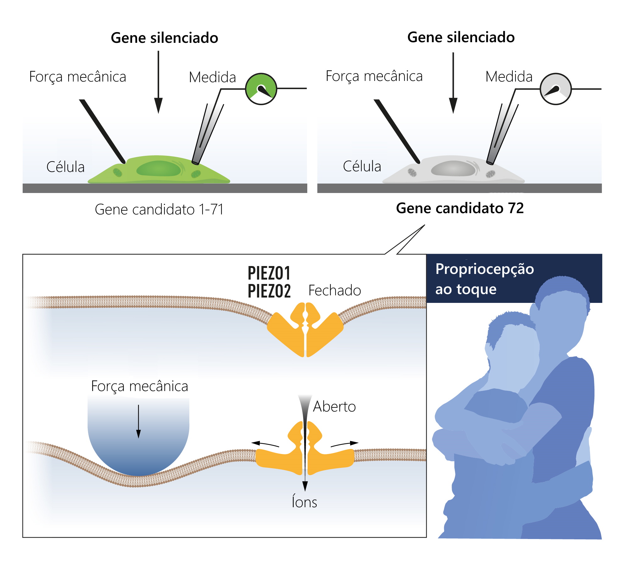 genes silenciados - O Prêmio Nobel de Medicina de 2021 e o porquê de você não sentir suas calças (V.4, N.10, P.2, 2021)