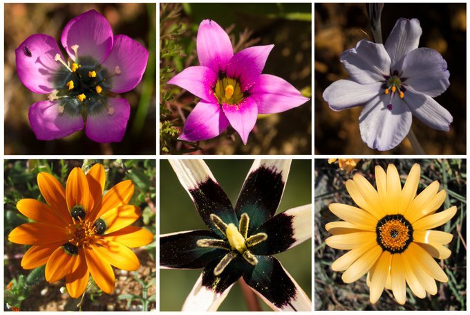 seis flores - As cores e os perfumes das flores: o que são atrativos florais? (V.4, N.10, P.1, 2021)