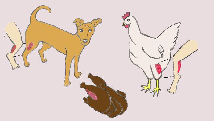 Na figura aparecem o desenho de um cachorro caramelo olhando para você, um frango assado e uma galinha. Nos três desenhos está marcado o músculo da panturrilha e o local correspondente na perna de um humano.