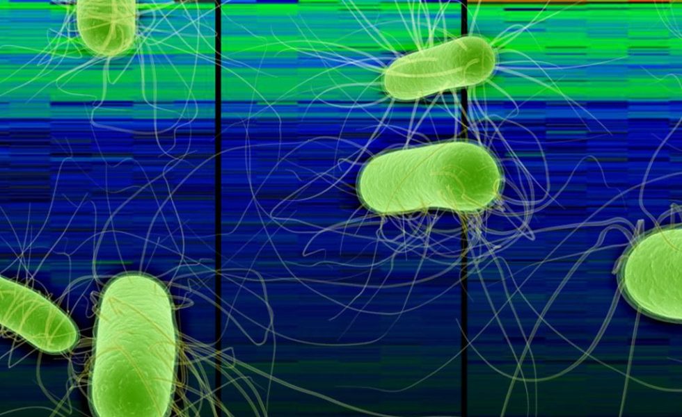 Se observam seis micro-organismos de forma alongada, com filamentos em volta, de cor verde. O fundo é azul escuro na parte inferior da foto e vai mudando para cor verde intenso na parte superior. Há duas linhas pretas que atravessam a imagem de cima para baixo.
