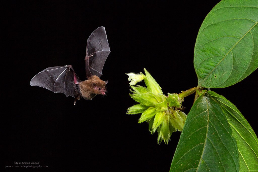 morcego polinizador - (Português do Brasil) As maravilhosas e ameaçadas cavernas do Brasil (V.5, N.2, P.1, 2022)