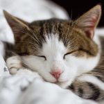 gato dormindo 150x150 - Como o medicamento sabe onde dói? (V.5, N.8, P.1, 2022)