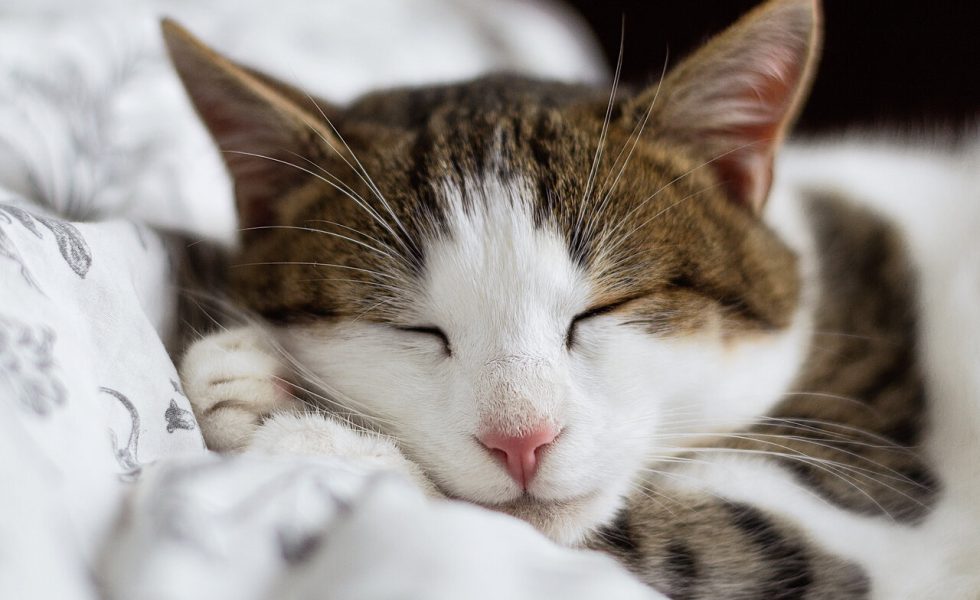 Enquadramento de um gato branco e rajado de olhos fechados, dormindo, sobre as cobertas em uma cama.