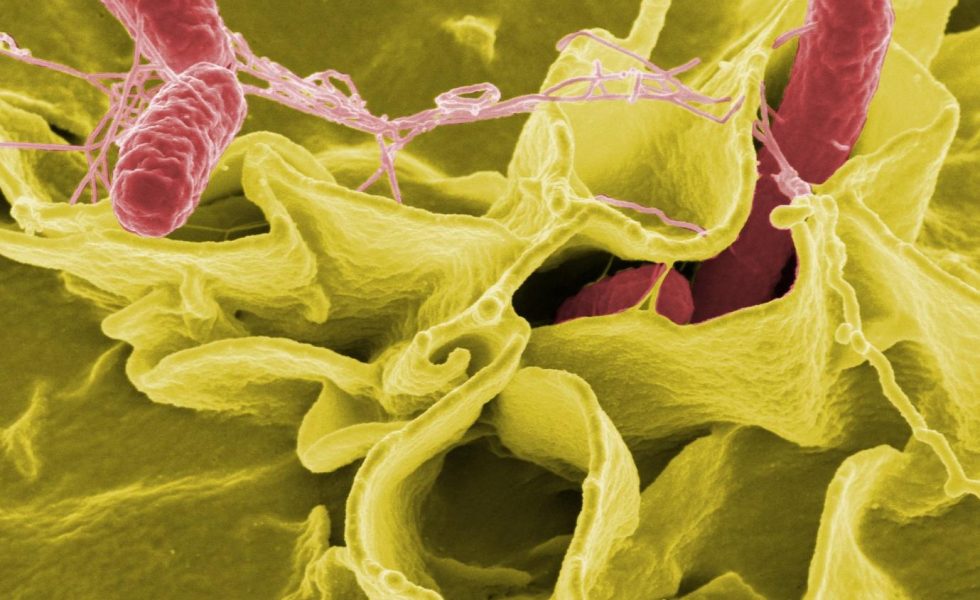 microscopia eletrônica de varredura colorida digitalmente, mostrando Salmonella typhimurium colorida em vermelho invadindo células humanas coloridas em amarelo. 