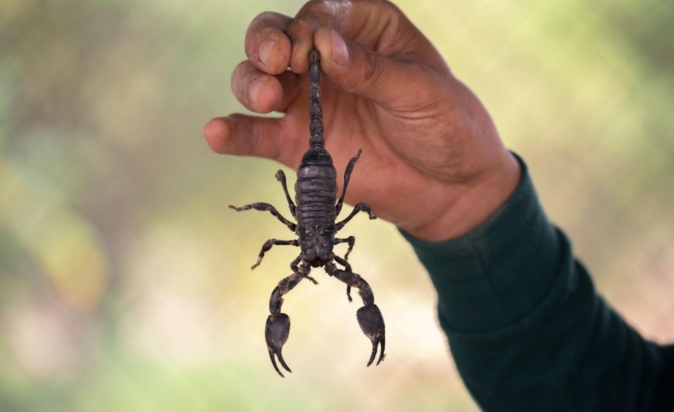 a imagem mostra a mão de uma pessoa segurando um escorpião pela cauda com o corpo do animal suspenso no ar.