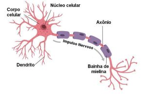 neuronio 300x193 - (V.5, N.12, P.2, 2022)
