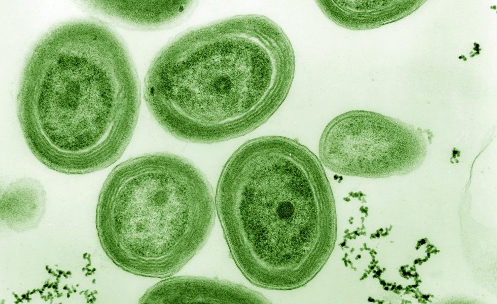 Cianobactéria Prochlorococcus marinus, um micro organismo marinho que produz grande parte do oxigênio do planeta. Na foto aparecem dez desses organismos, que têm formato arredondado e coloração verde, mais uniforme externamente e mais heterogênea na porção interna; em alguns é possível visualizar um núcleo mais escuro.