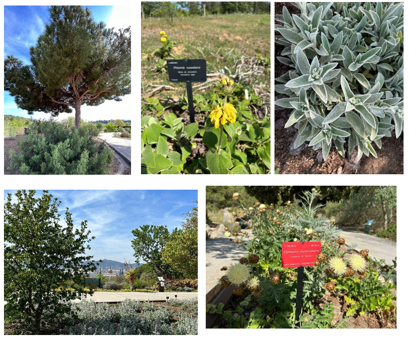 plantas mediterraneas - Jardins Botânicos: vejo flores em você! (V.6, N.7, P.2, 2023)