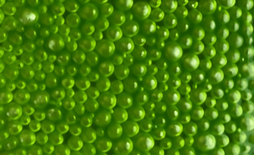 A imagem é uma representação de cultura de microalga formada por círculos tamanho próximo e todos com a coloração verde médio.