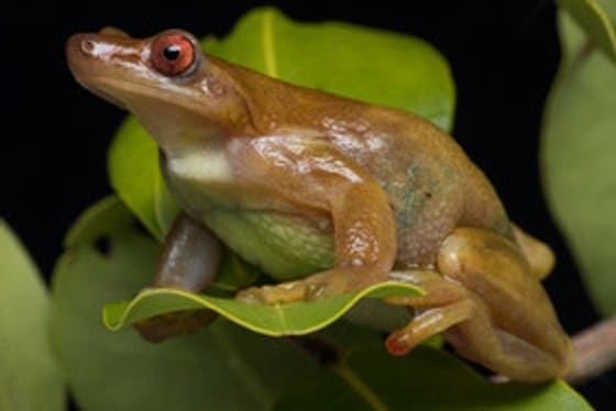 Imagem de uma perereca em vista lateral apoiada sobre uma folha verde. O animal tem coloração marrom clara e olhos vermelhos.