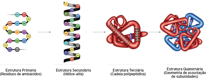 estrutura das proteinas - (Português do Brasil) Proteínas, aminoácidos, whey protein... O que é tudo isso? (V.6, N.10, P.4, 2023)