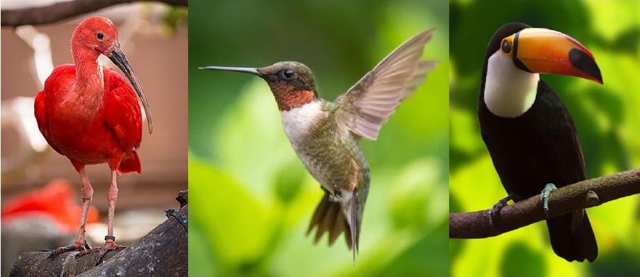 ave ou passaro 1 - (Português do Brasil) Pássaro e ave são a mesma coisa? (V.6, N.12, P.1, 2023)