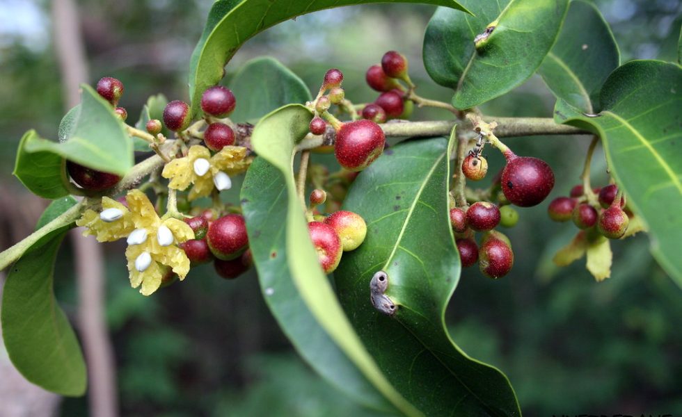 Imagem da planta negramina onde mostra varias estruturas folhosas verdes, flores amareladas, dando destaque para os frutos maduros na cor vermelha.