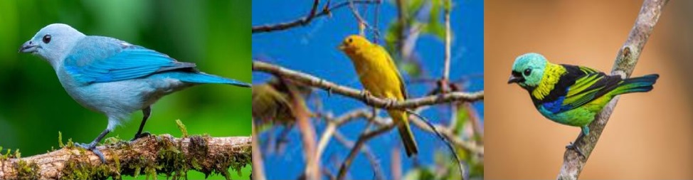 passaros da ordem passeriformes - (Português do Brasil) Pássaro e ave são a mesma coisa? (V.6, N.12, P.1, 2023)