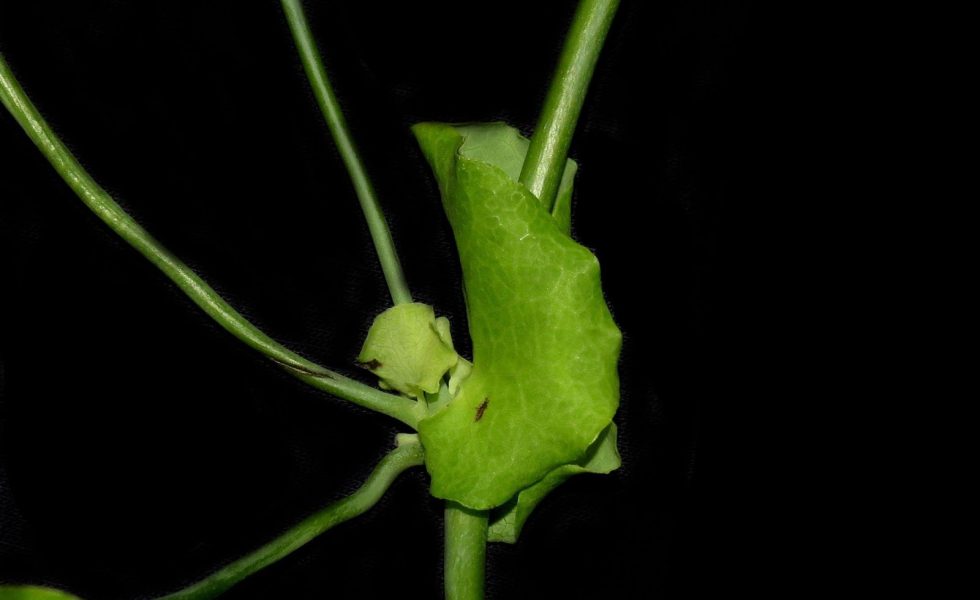 e: Imagem de uma estrutura folhosa, verde, a pseudoestípula, que se encontra presa à base da folha propriamente dita.