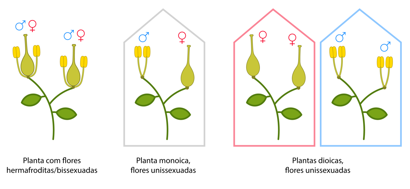 esquema dos sistemas sexuais - Você já ouviu falar de plantas de sexos distintos? Conheça mais os capixim (V.6, N.12, P.4, 2023)