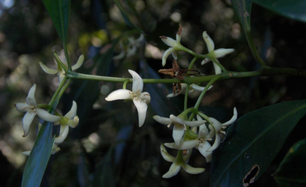 Imagem de um ramo da planta Macropeplus friburgensis, apresentando folhas verde-escuro e um conjunto de flores masculinas com quatro tépalas brancas e alongadas de aparência carnosa.