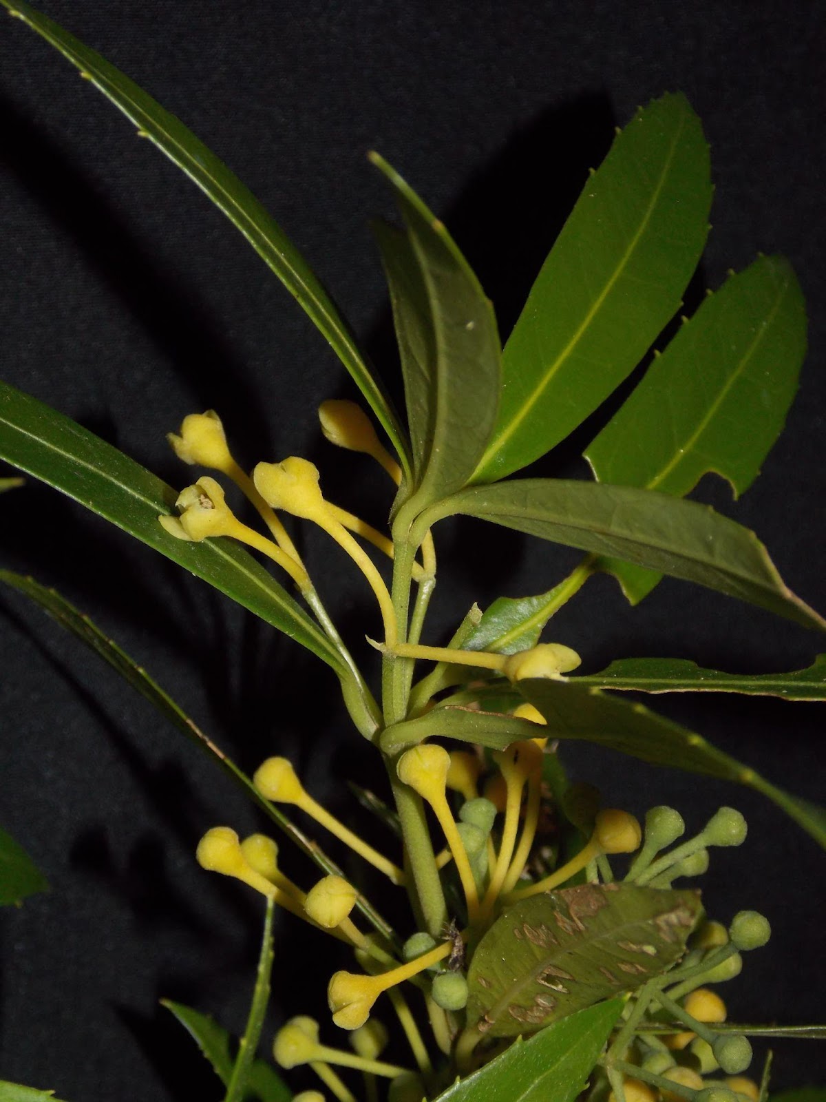 mollinedia stenophylla - Você já ouviu falar de plantas de sexos distintos? Conheça mais os capixim (V.6, N.12, P.4, 2023)