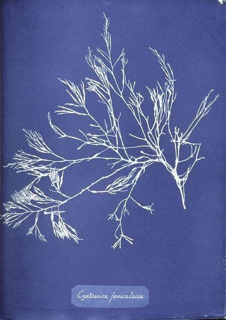 cystoseira foeniculacea - Cianotipia - Parte I: A história de Anna Atkins e as fotos azuis  (V.7, N.1, P.3, 2024)