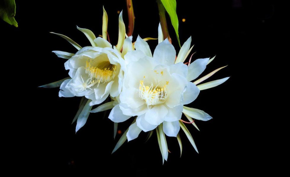 Imagem de duas flores pendentes com pétalas brancas em um fundo preto. As flores possuem estruturas brancas e amarelas no centro e esverdeadas ao fundo, estas últimas com geometria de estrela com diversas pontas.